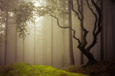 白天被雾覆盖的森林